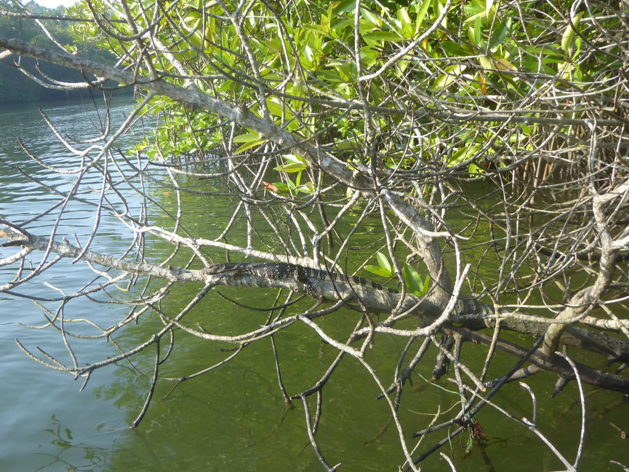 Reptile, Bentota River